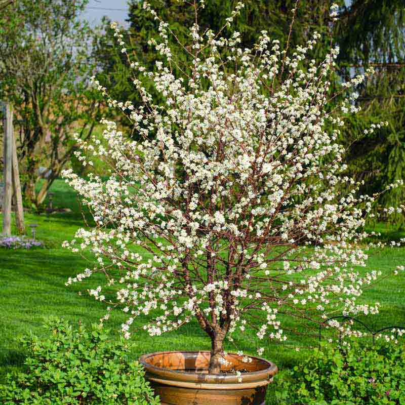 Romeo Dwarf Cherry Tree- Fruit Trees for Sale