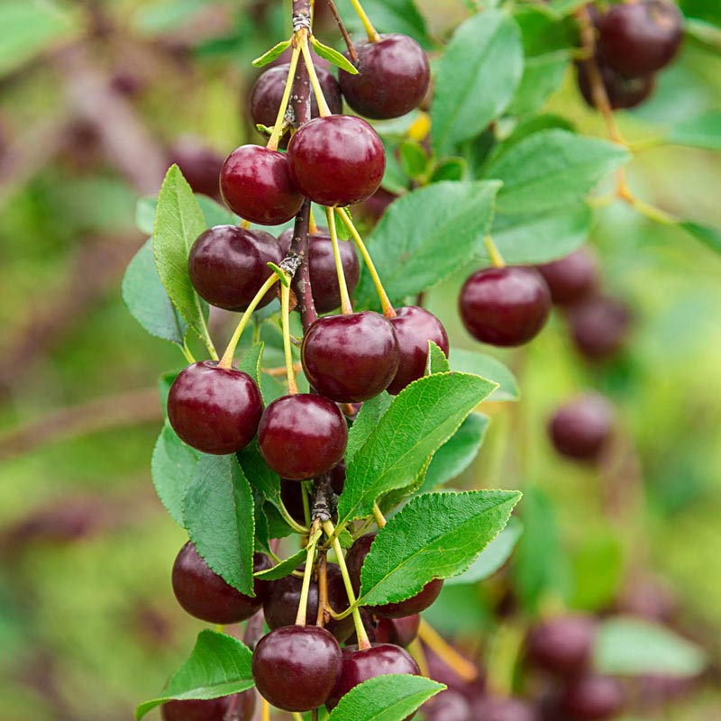 Romeo Dwarf Cherry Tree- Fruit Trees for Sale