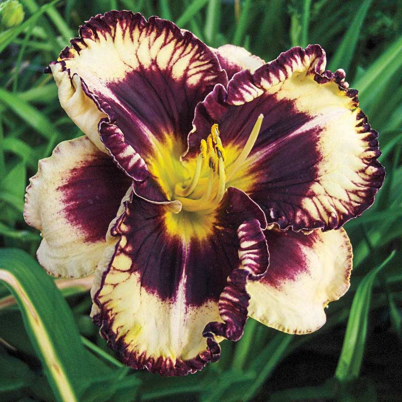 Moussaka Daylily