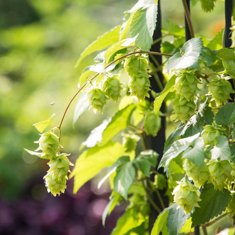 Nugget Hops Vine