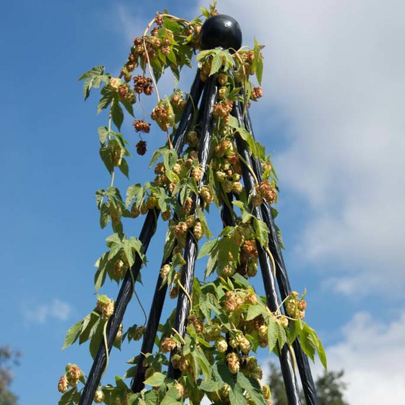 Nugget Hops Vine