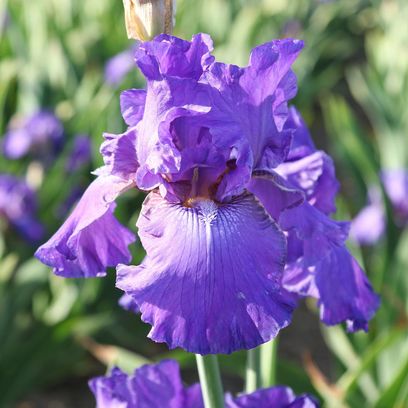 Bearded Iris Califlora His Royal Highness (Reblooming)