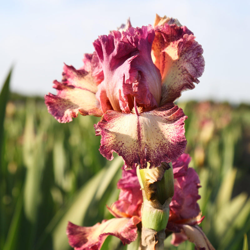 Bearded Iris Califlora Rockstar (Reblooming)