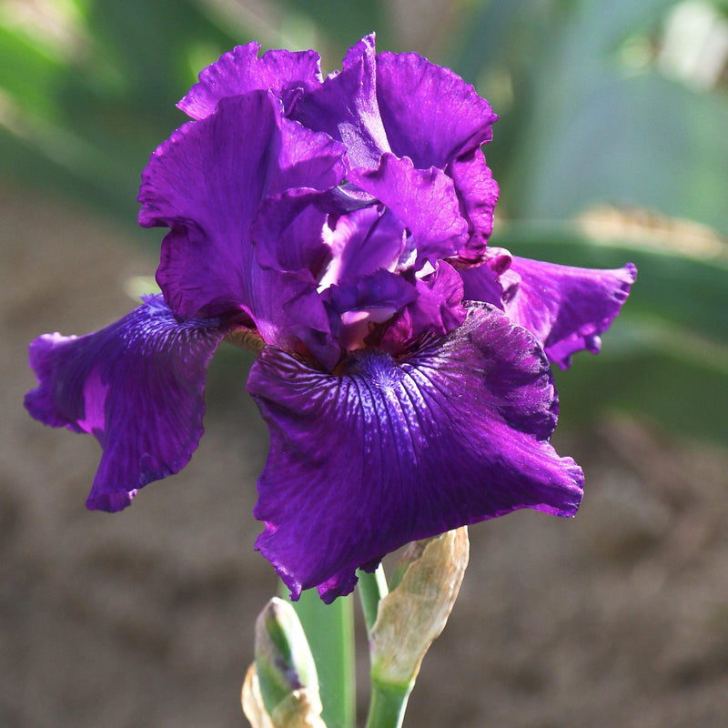 Bearded Iris Califlora Rosalie Figge (Reblooming)