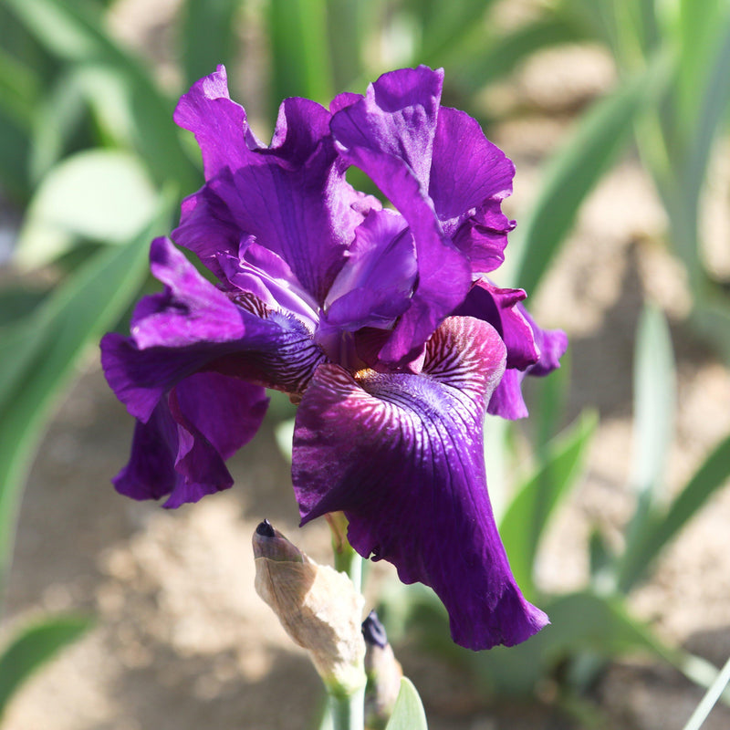 Bearded Iris Califlora Rosalie Figge (Reblooming)