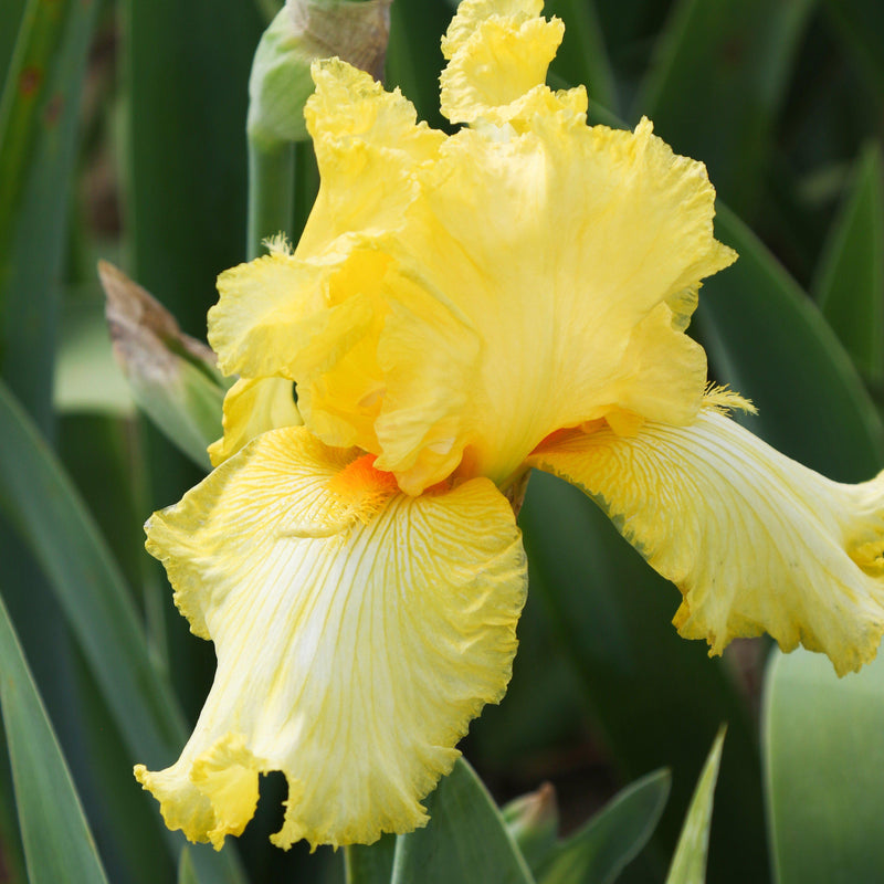 Bearded Iris Califlora Shoot the Moon (Reblooming)