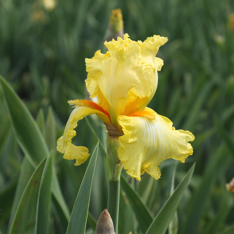 Bearded Iris Califlora Shoot the Moon (Reblooming)