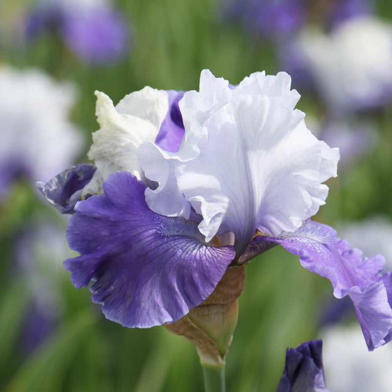 Bearded Iris Califlora Mariposa Skies (Reblooming)