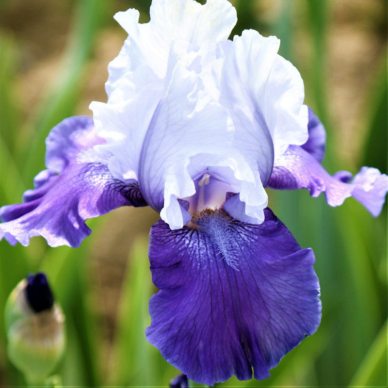 Bearded Iris Califlora Mariposa Skies (Reblooming)