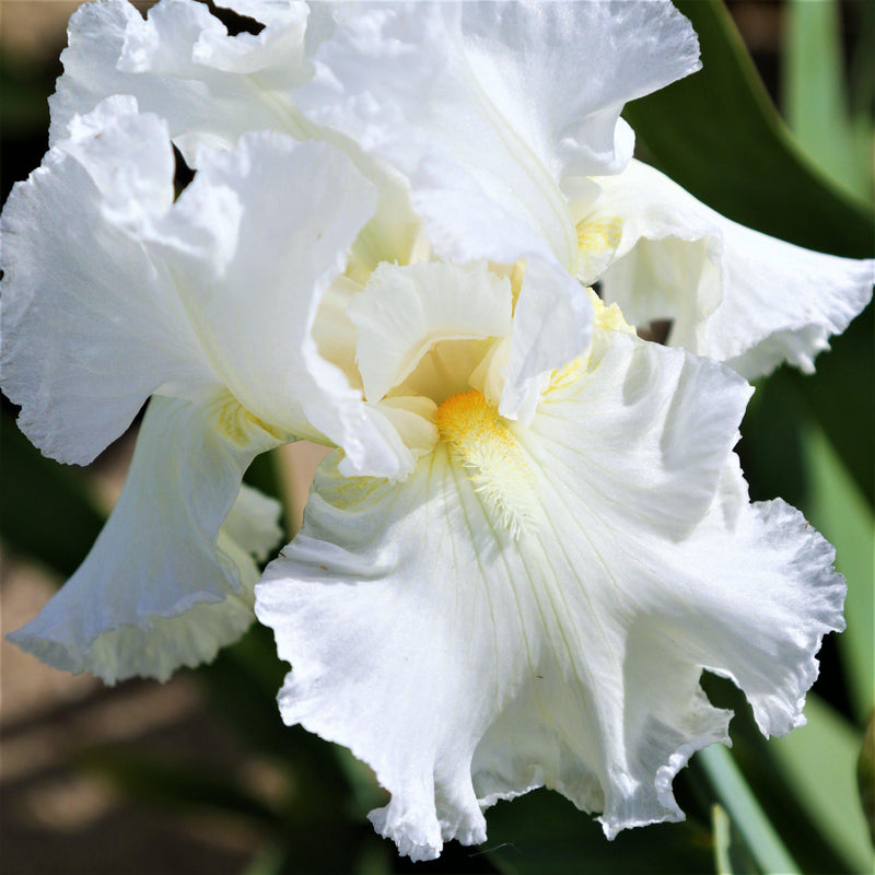 Bearded Iris Califlora Renown (Reblooming)