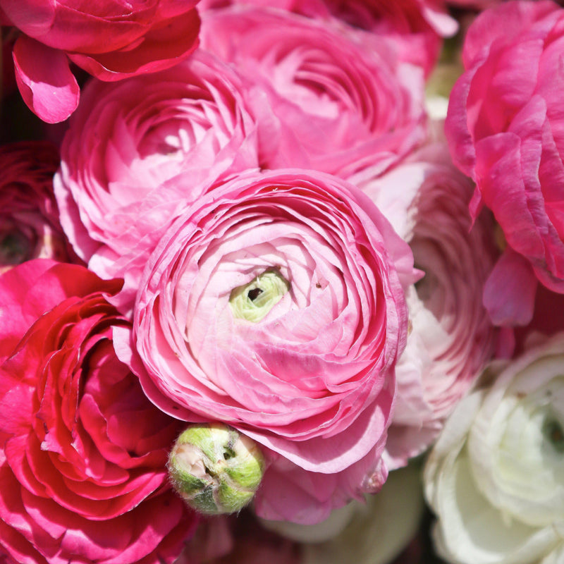 Italian Ranunculus Sherbet Mix