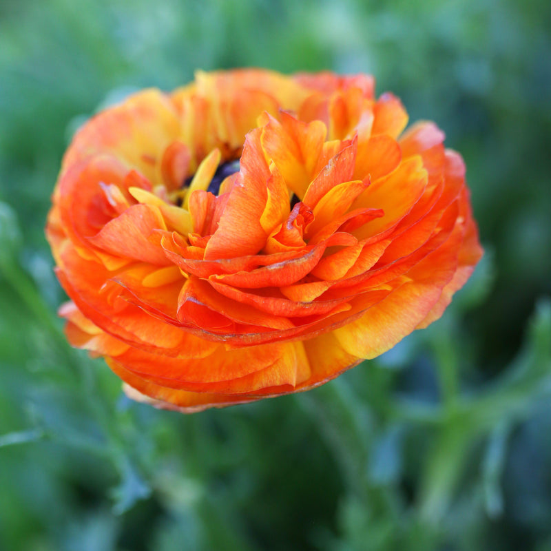 Ranunculus Tecolote? Flamenco