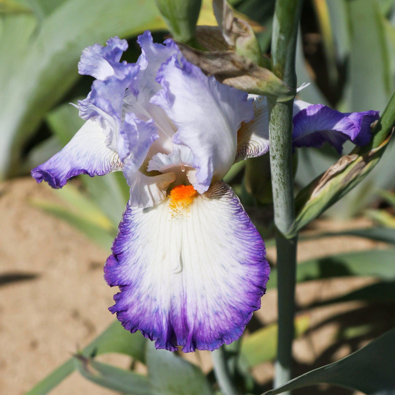 Bearded Iris Califlora Gypsy Lord (Reblooming)