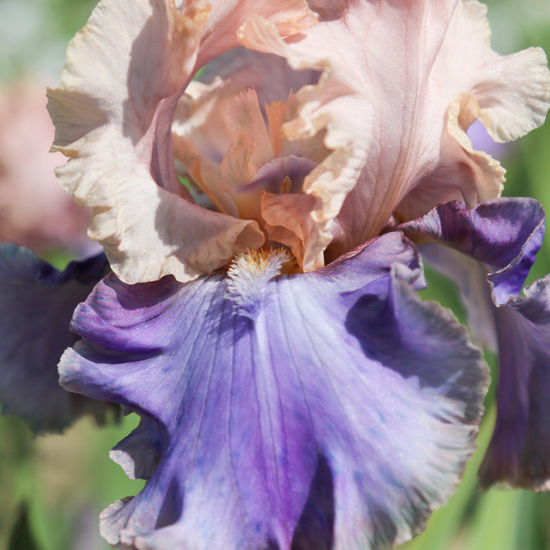 Bearded Iris Califlora Florentine Silk (Reblooming)