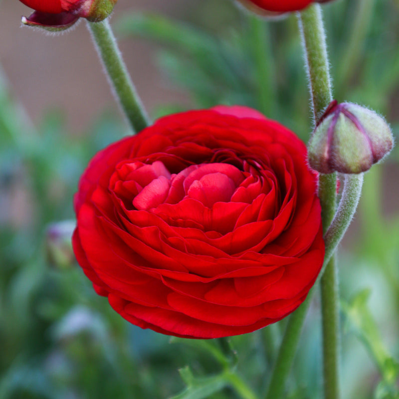 Ranunculus Tecolote? Red