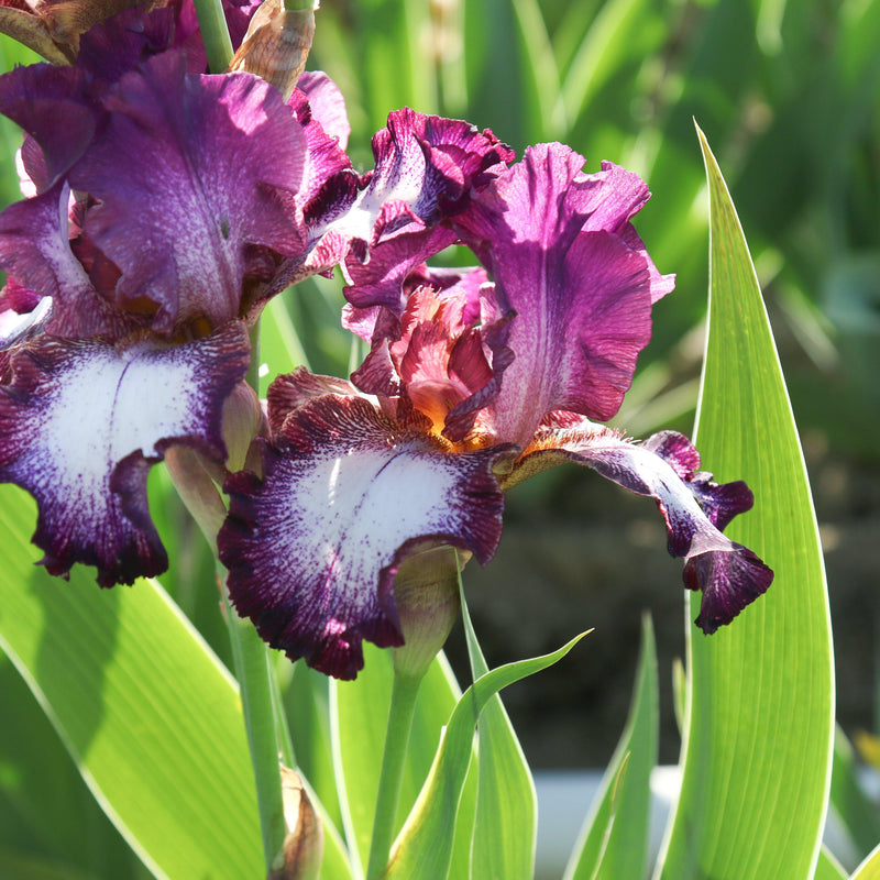 Bearded Iris Califlora Tennison Ridge (Reblooming)