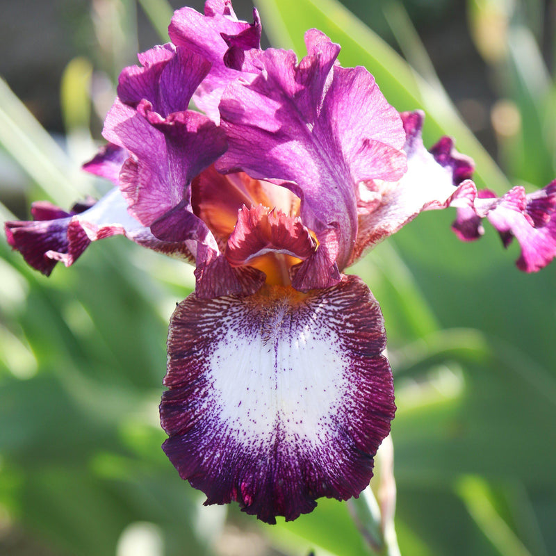 Bearded Iris Califlora Colorful Crop Mix (Reblooming)