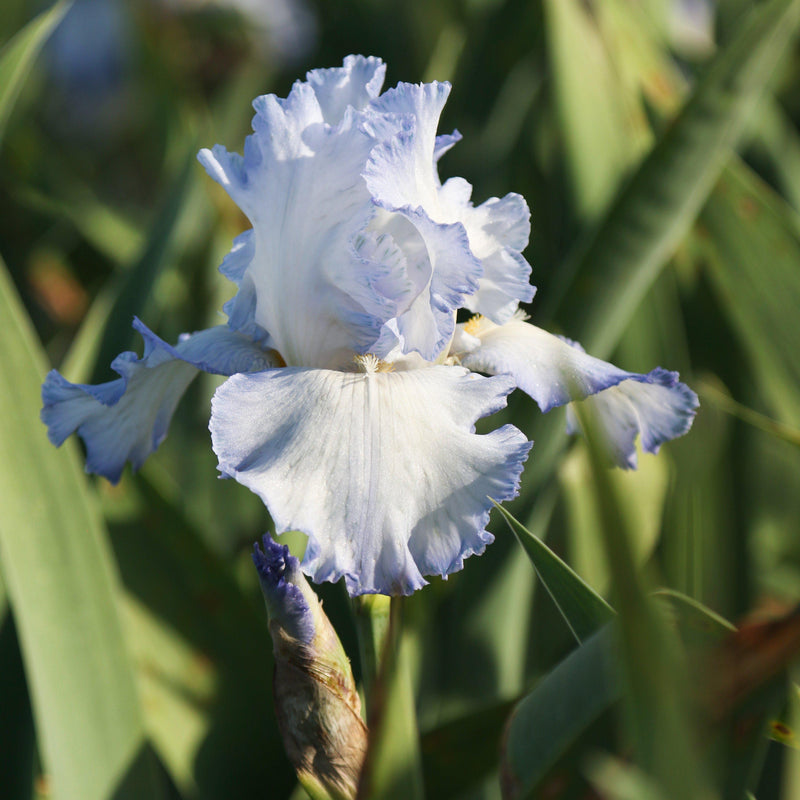 Bearded Iris Califlora Cloud Ballet (Reblooming)