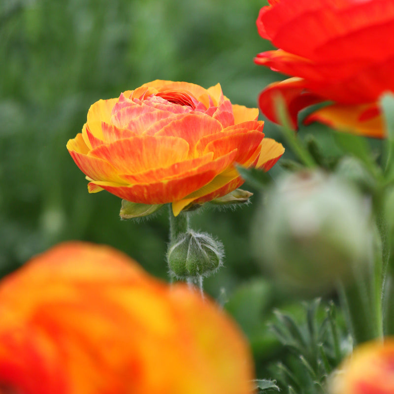 Ranunculus Tecolote? Flamenco