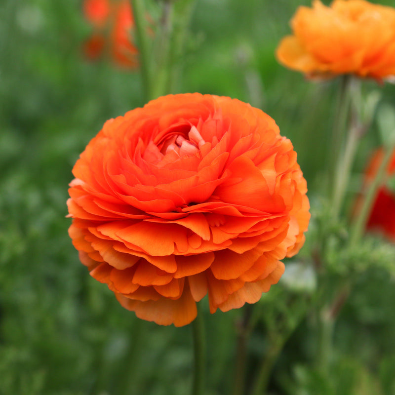 Ranunculus Tecolote? Sunset