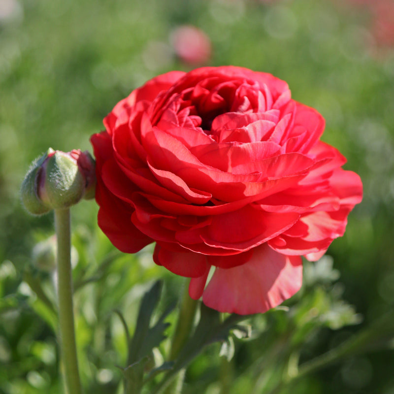 Ranunculus Tecolote? Rose