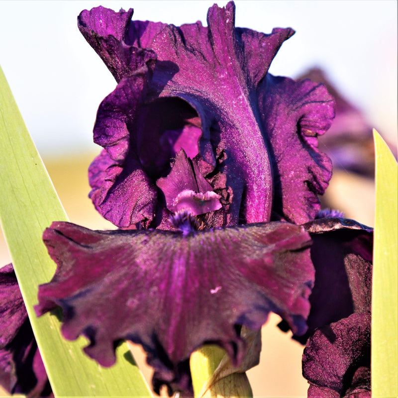 Bearded Iris Califlora Ozark Rebounder (Reblooming)