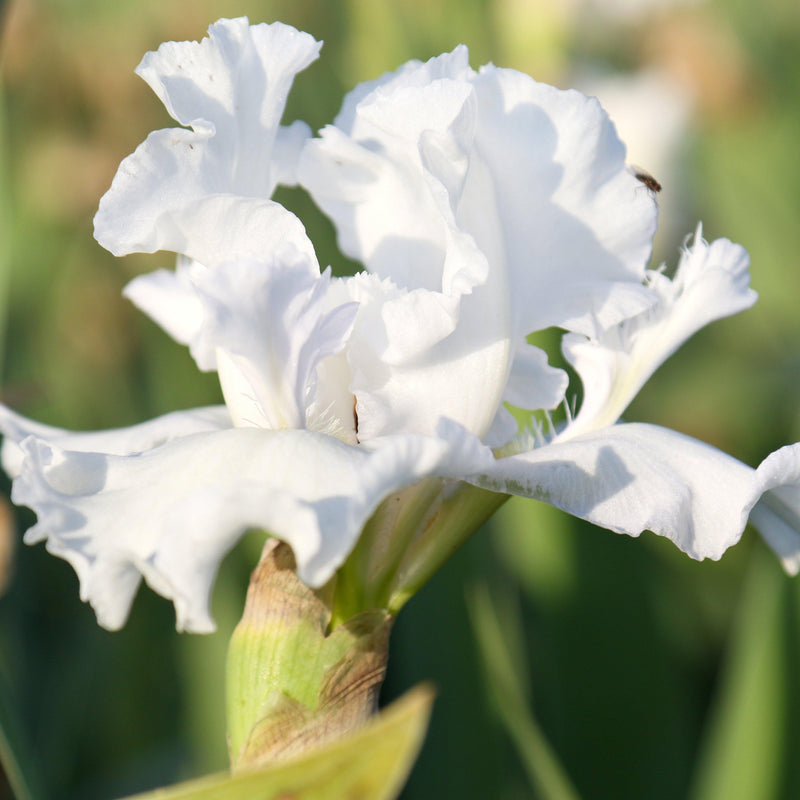 Bearded Iris Califlora Mesmerizer (Reblooming)