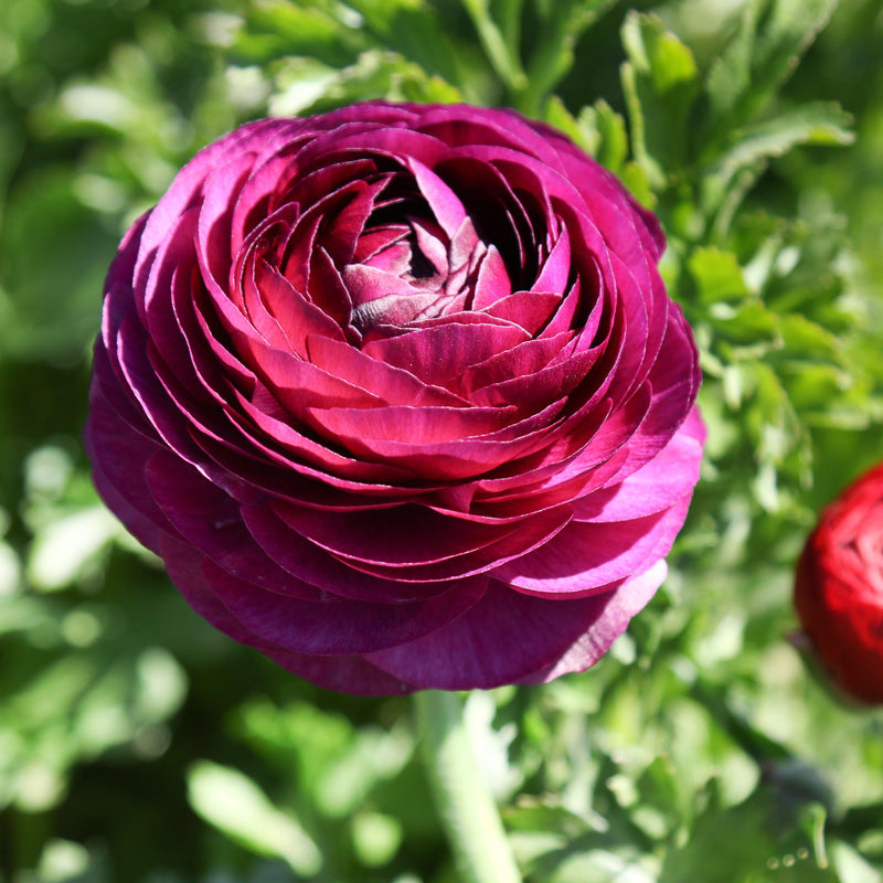 Ranunculus Tecolote? Merlot