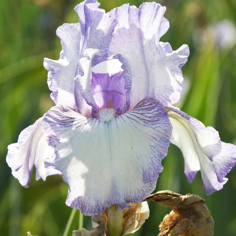 Bearded Iris Califlora Earl of Essex (Reblooming)