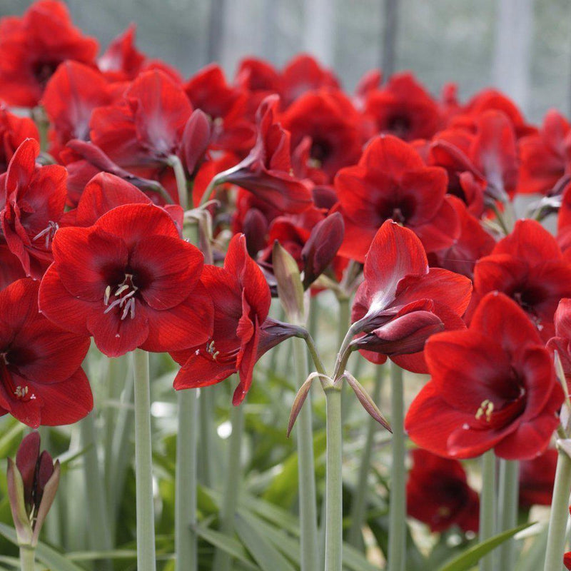 Amaryllis Ferrari Red