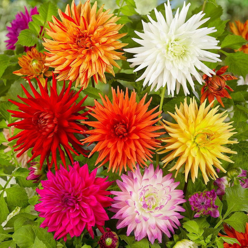 Dahlia Cactus Mix