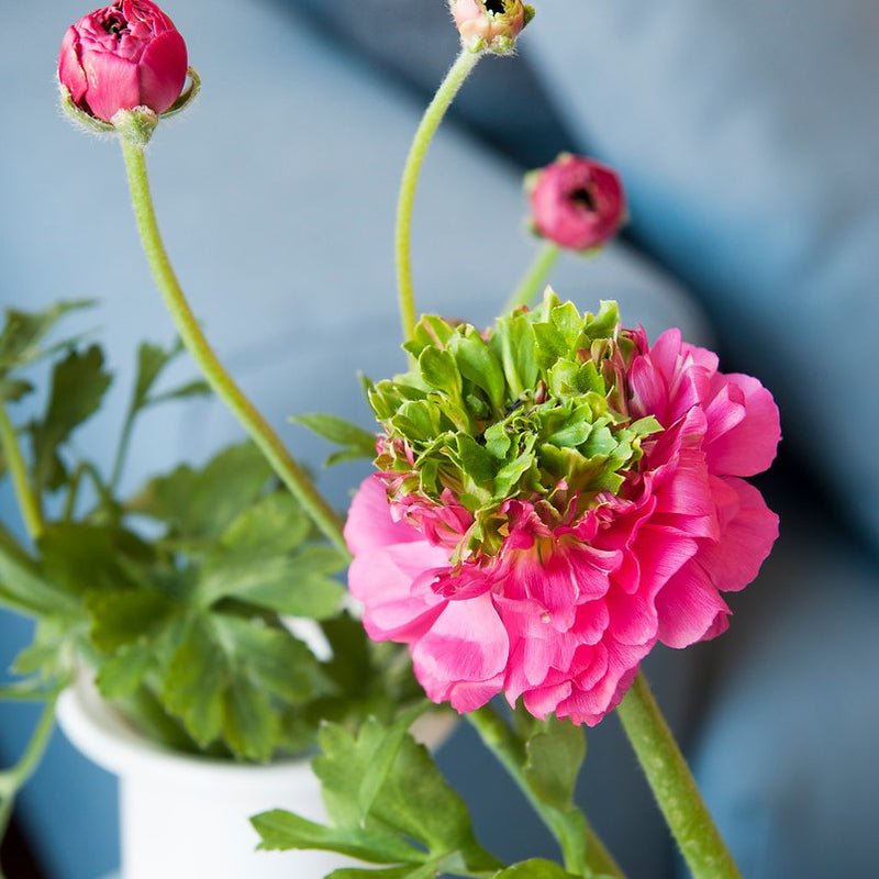 Italian Ranunculus Elegance Rosa Festival