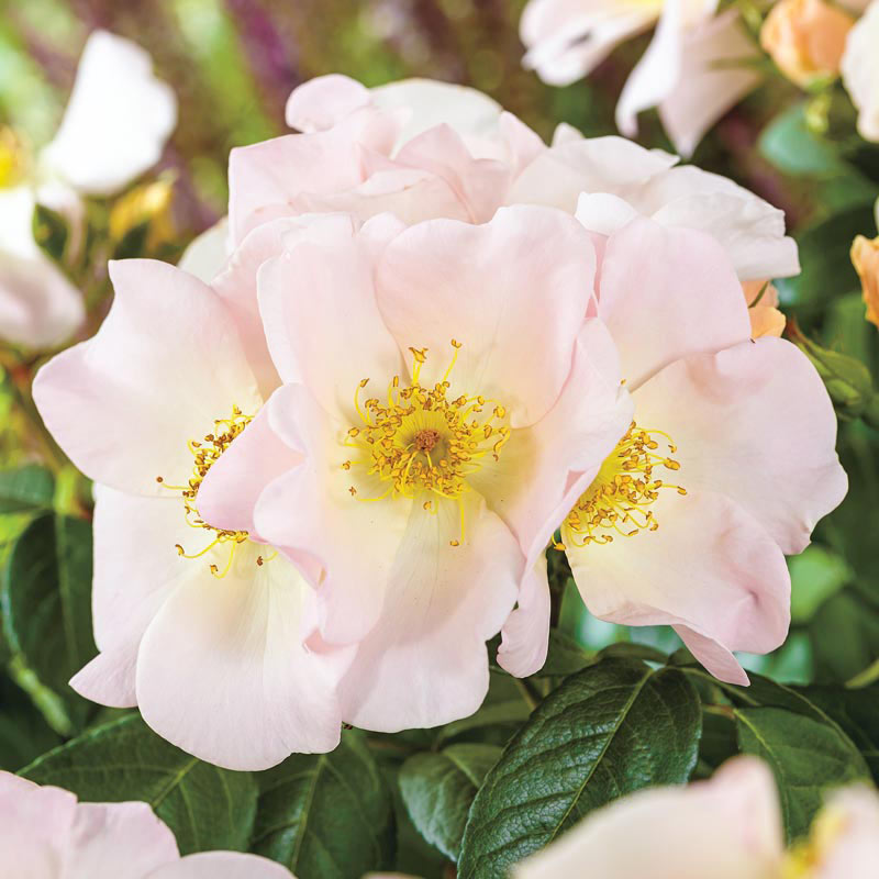 Sally Holmes White Climbing Rose