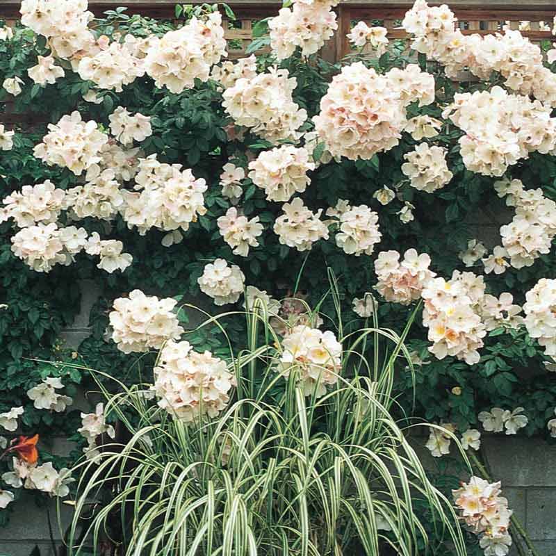 Sally Holmes White Climbing Rose