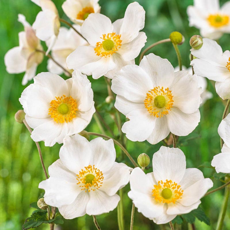 Anemone Honorine Jobert - Japanese Anemone for Sale