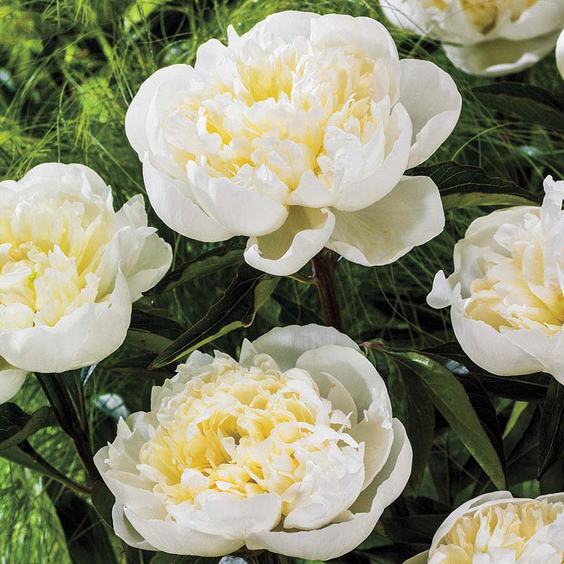 Duchess de Nemours Peony