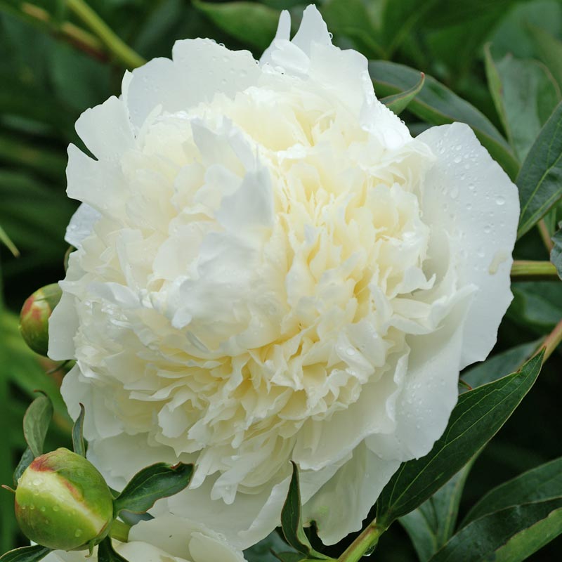 Duchess de Nemours Peony