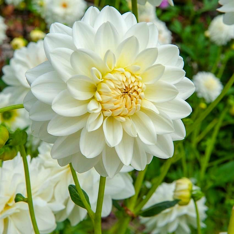 Dahlia Snow Country