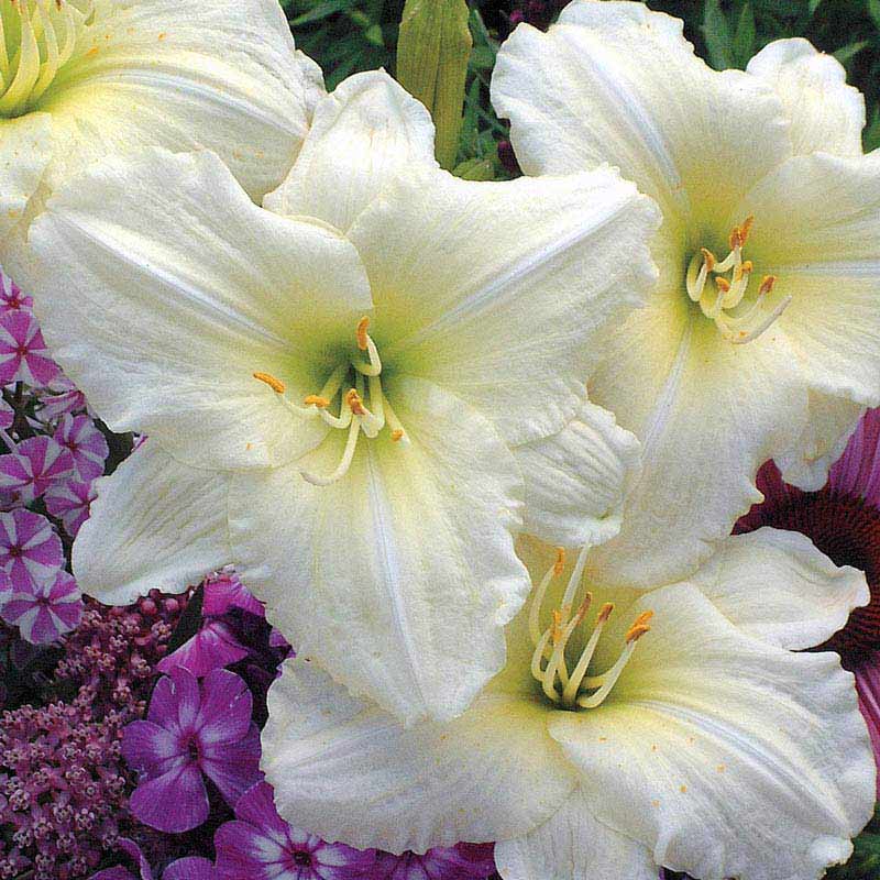 Joan Senior Daylily