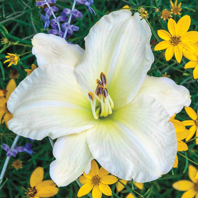 Joan Senior Daylily