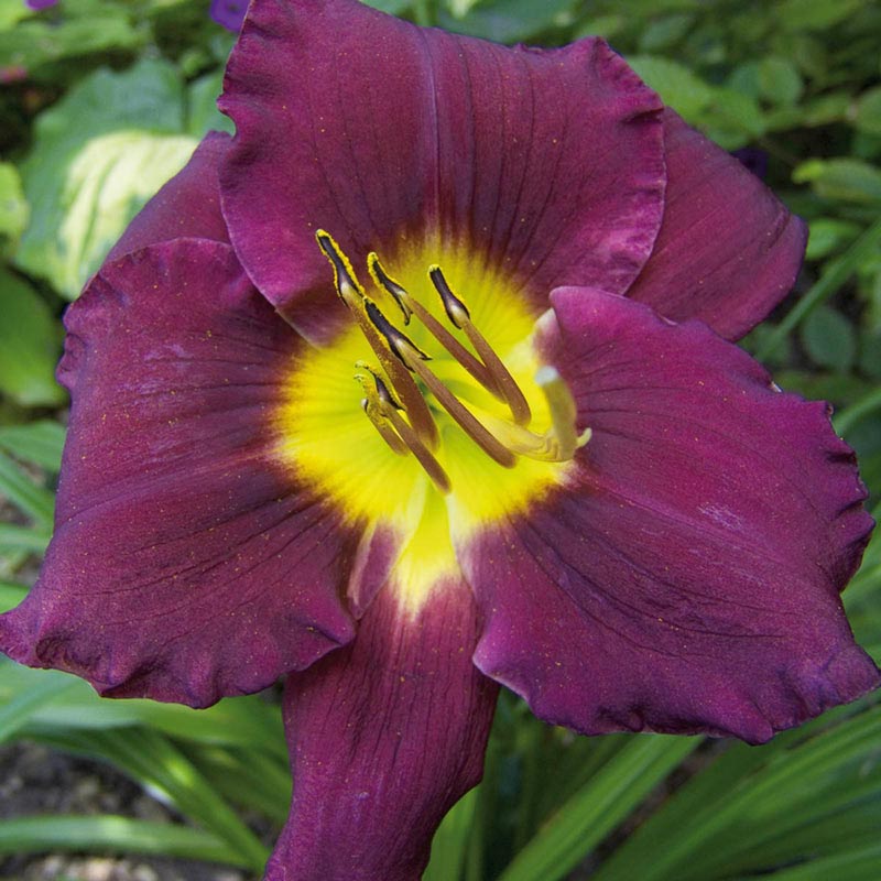 Bela Lugosi Daylily