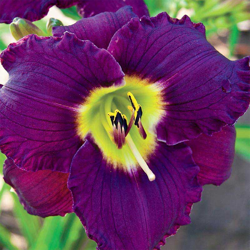 Bela Lugosi Daylily