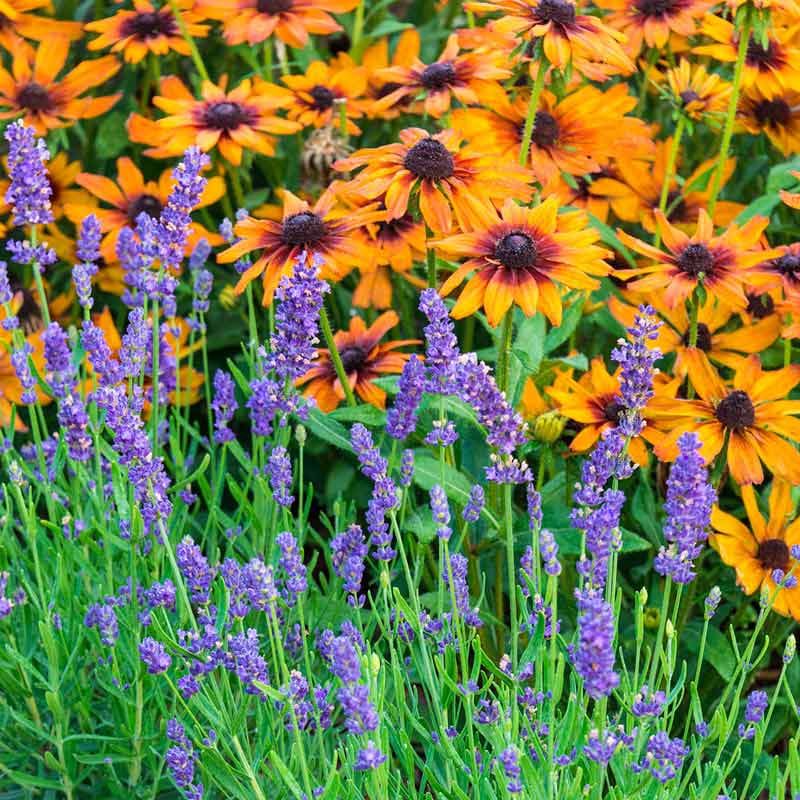 Phenomenal Lavender -  Phenomenal Lavender Plants