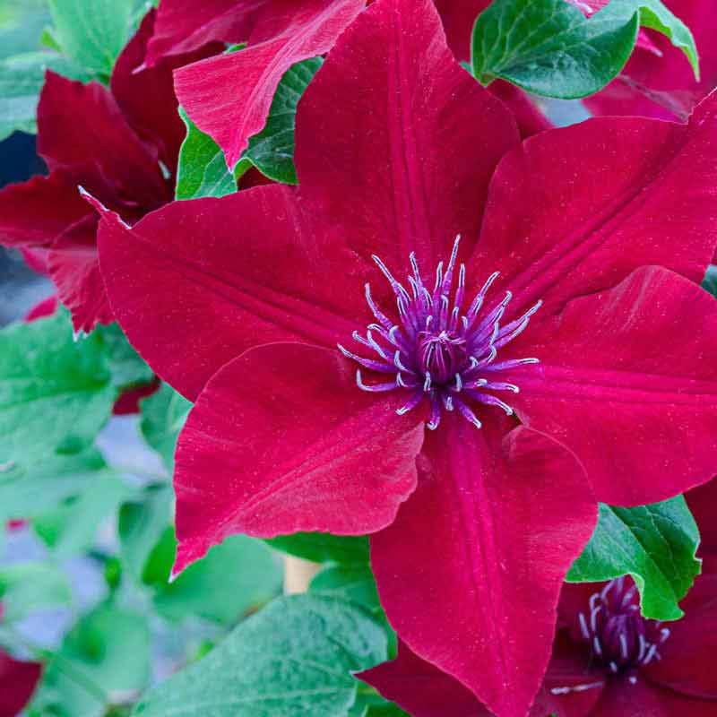 Nubia Clematis