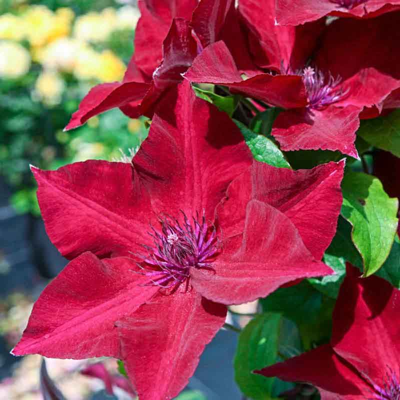 Nubia Clematis