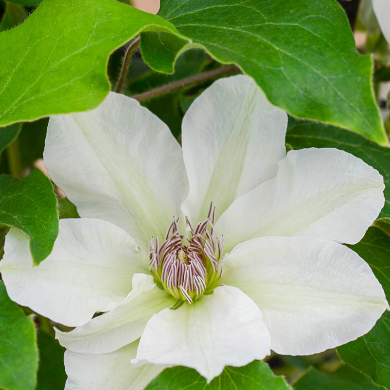 Clematis Kitty - Shop Clematis Vines