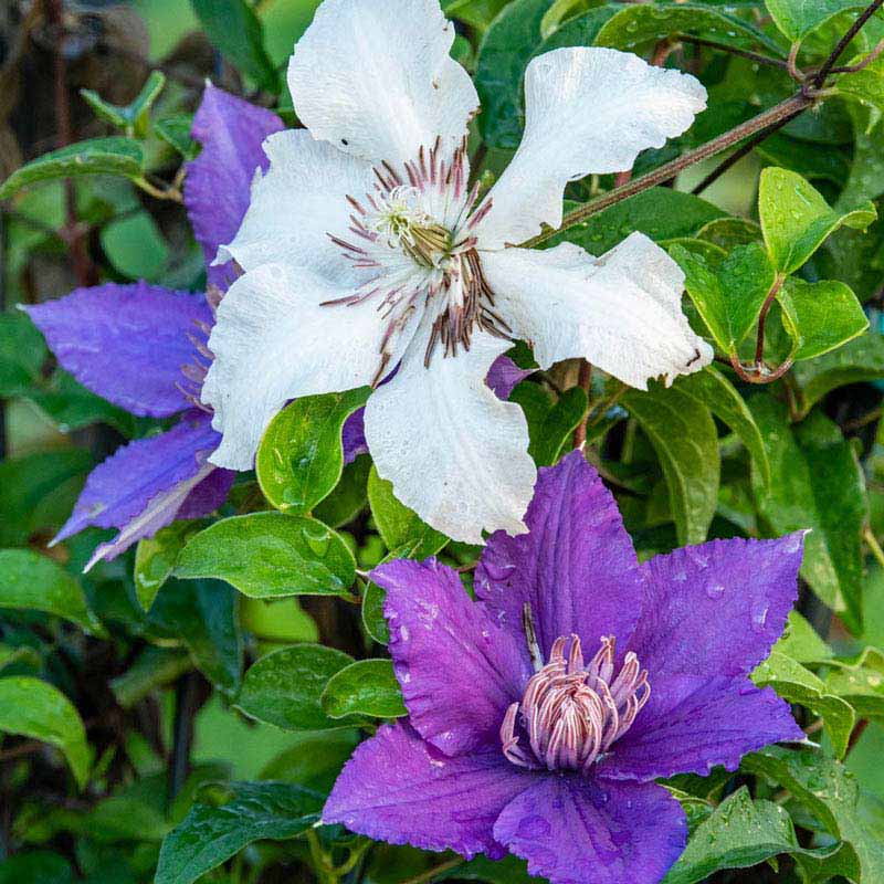 Clematis Kitty - Shop Clematis Vines