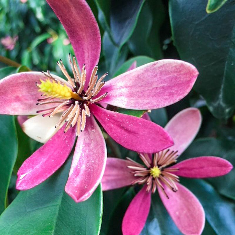 Stellar Ruby Magnolia Tree - Buy Flowering Trees