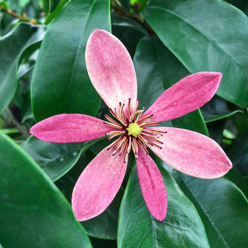 Stellar Ruby Magnolia Tree - Buy Flowering Trees