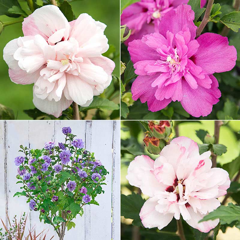 Double Hardy Hibiscus Sampler